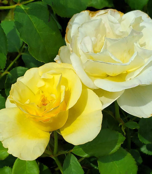Rosa Easy Elegance® High Voltage (High Voltage Shrub Rose)