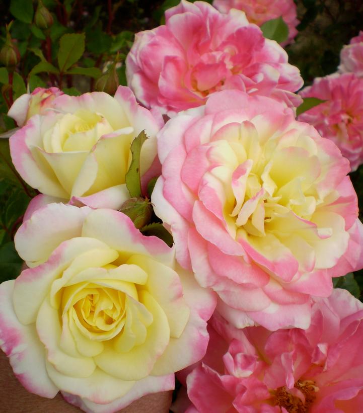 Rosa Easy Elegance® Music Box (Music Box Shrub Rose)