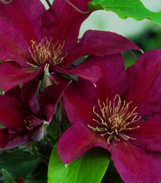 Clematis Picardy™; (Picardy™; Clematis)