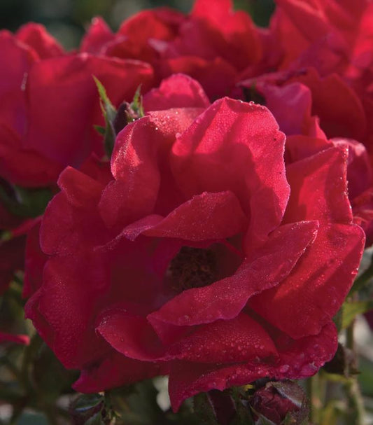 Rosa Winners Circle™; (Winners Circle™; Climbing Rose)