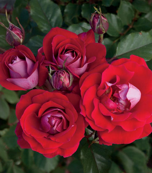 Rosa Easy-to-Love® Take It Easy™; (Take It Easy™; Floribunda Rose)
