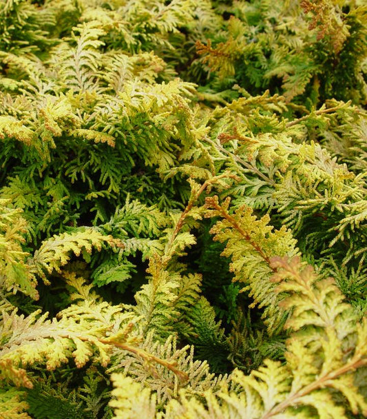 Chamaecyparis obtusa 'Fernspray Gold' (Fernspray Gold False Cypress)