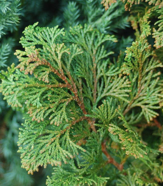 Chamaecyparis obtusa 'Gracilis' (Compact Hinoki Cypress)