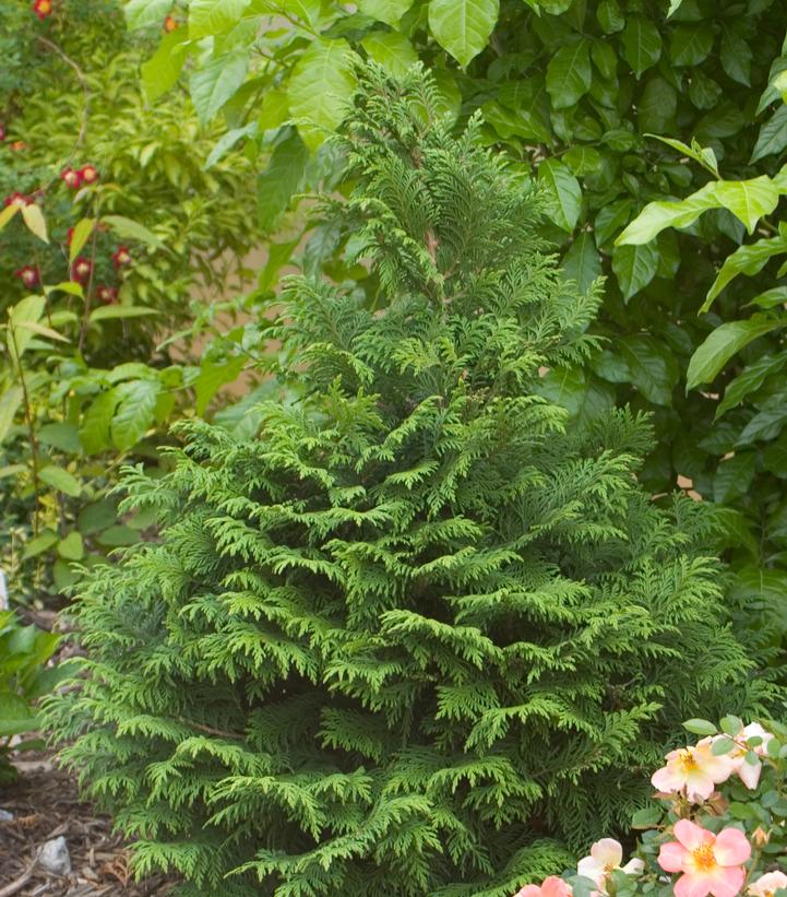 Chamaecyparis pisifera Soft Serve® (Soft Serve® False Cypress)