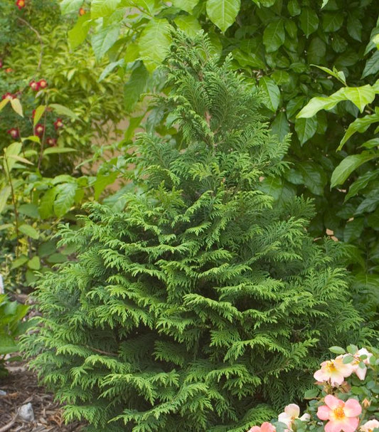 Chamaecyparis pisifera Soft Serve® (Soft Serve® False Cypress)