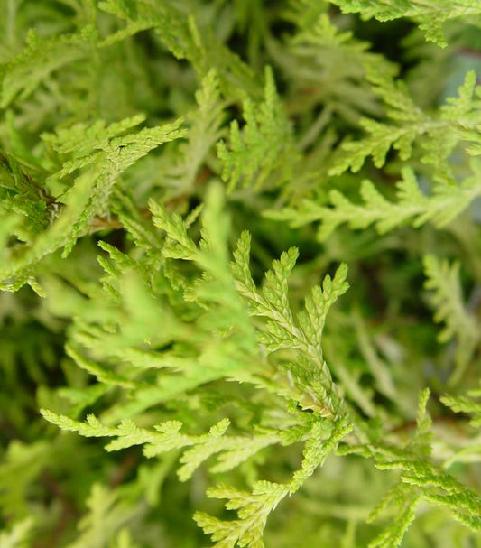 Chamaecyparis pisifera 'Vintage Gold' (Vintage Gold Cypress)