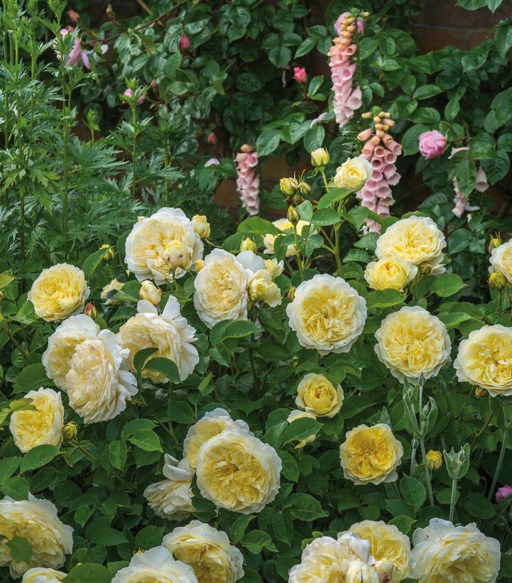 Rosa The Pilgrim (The PIlgrim Climbing Rose)