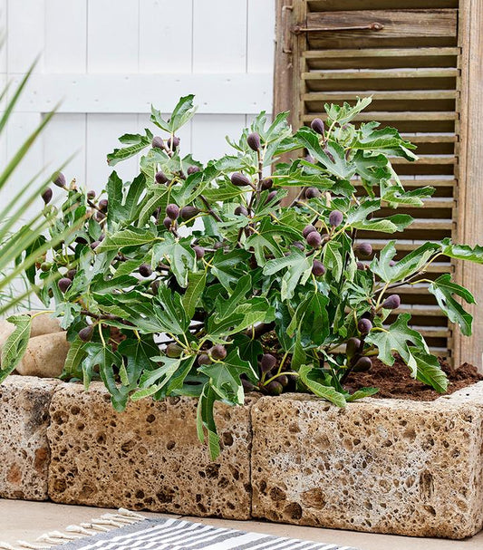 Ficus carica Little Miss Figgy™; (Little Miss Figgy™; Dwarf Fig)