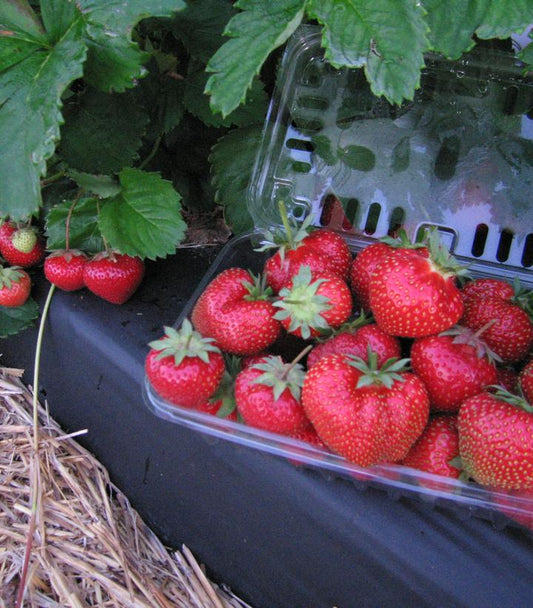 Strawberry Jewel (Jewel Strawberry)
