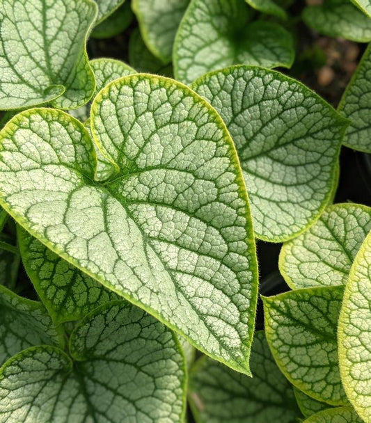 Brunnera macrophylla 'Jack Frost' (Jack Frost Bugloss)