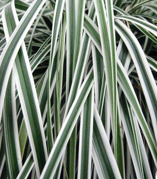 Carex oshimensis EverColor® Everest (Everest Japanese Sedge)