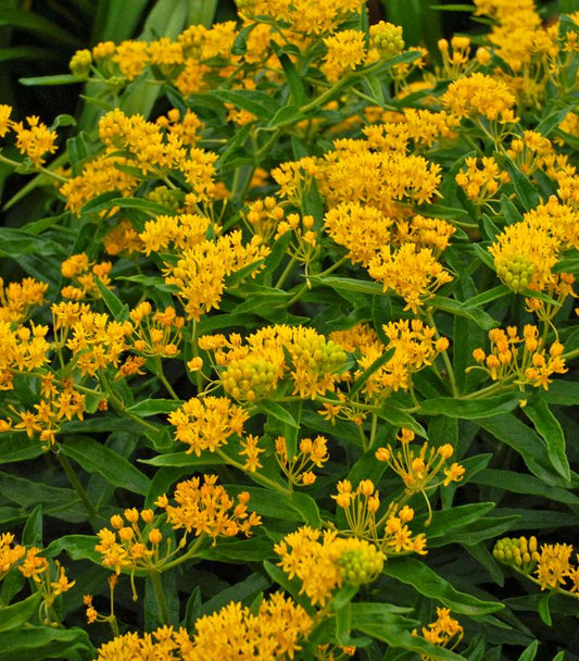 Asclepias tuberosa 'Hello Yellow' (Hello Yellow)