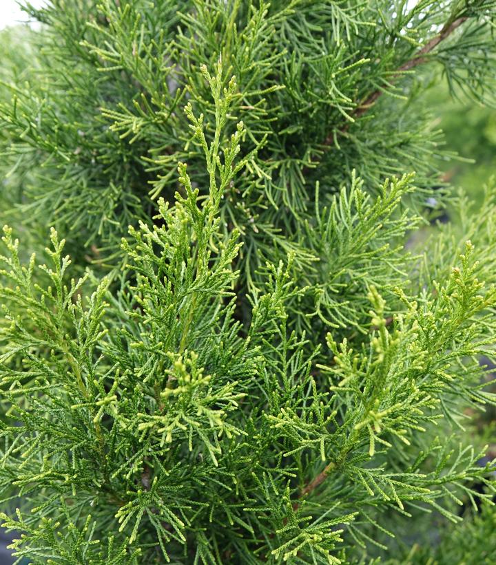 Juniperus virginiana 'Brodie' (Brodie Eastern Red Cedar)