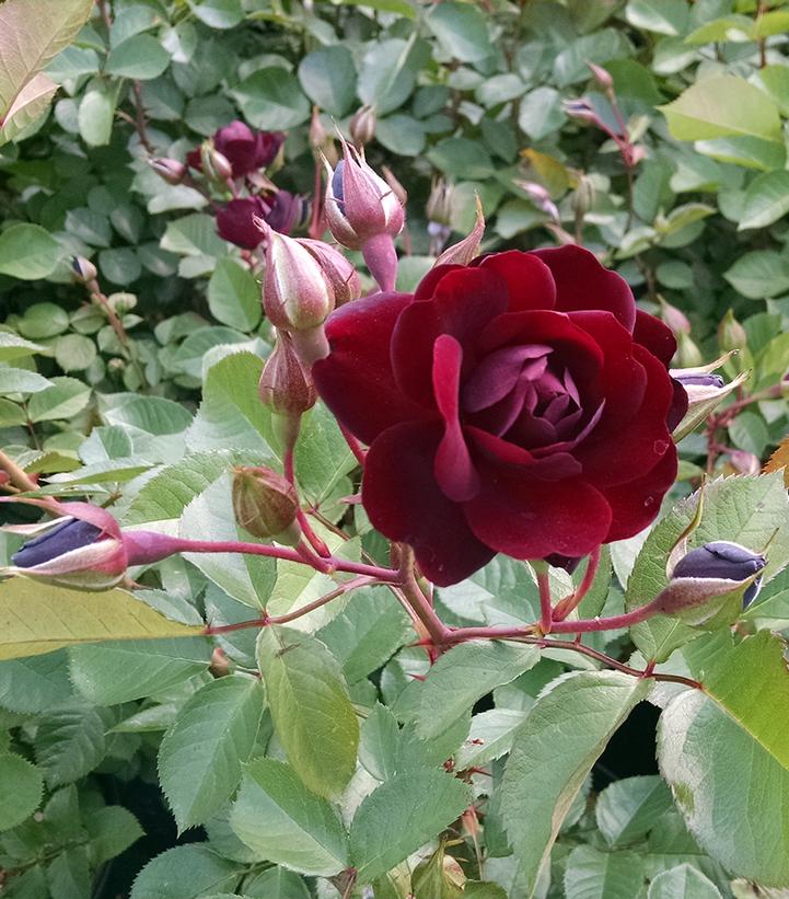 Rosa Navy Lady (Navy Lady Rose)