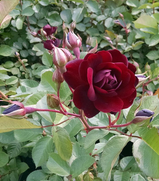 Rosa Navy Lady (Navy Lady Rose)