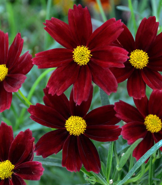 Coreopsis Li'l Bang™; Red Elf (Red Elf Coreopsis)