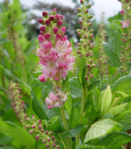 Clethra alnifolia 'Ruby Spice' (Ruby Spice Summersweet)