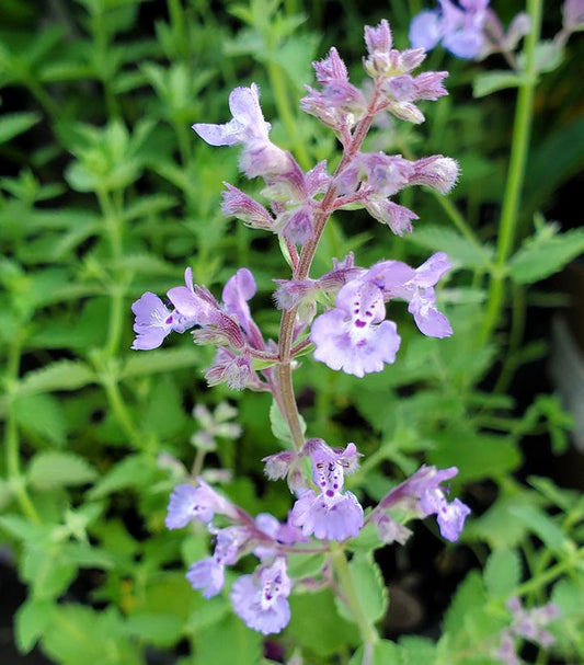 Nepeta x faassenii Junior Walker™; (Junior Walker™; Catmint)
