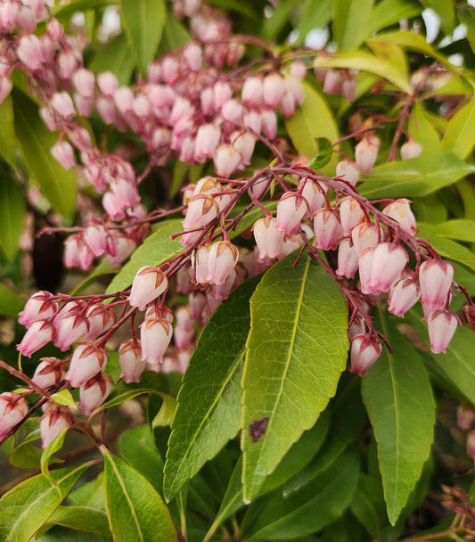 Pieris jap. 'Katsura' (Katsura Andromeda)