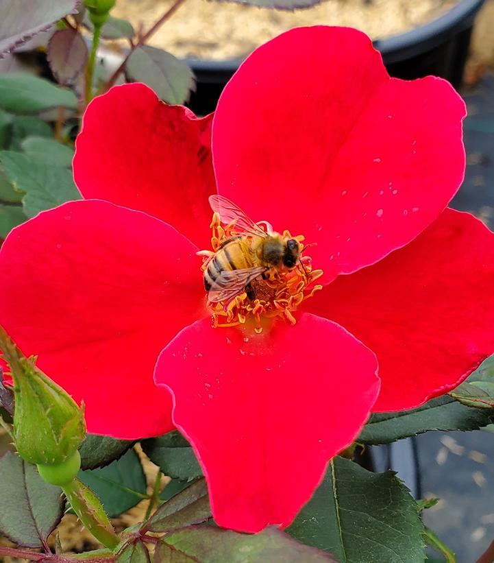 Rosa Miracle on the Hudson™; (Miracle on the Hudson™; Rose)