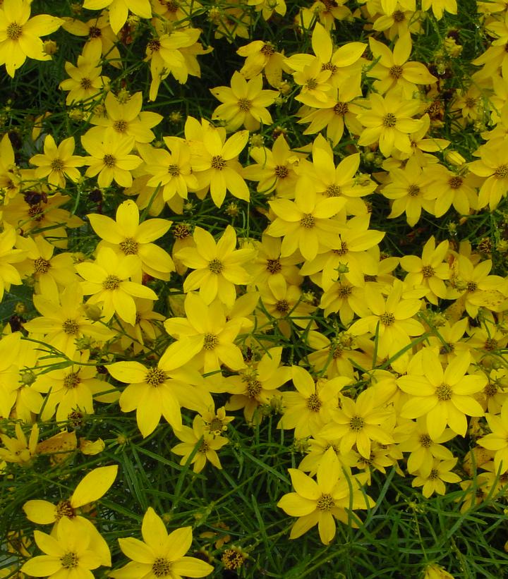 Coreopsis verticillata (Threadleaf Tickseed)