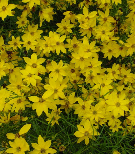 Coreopsis verticillata (Threadleaf Tickseed)