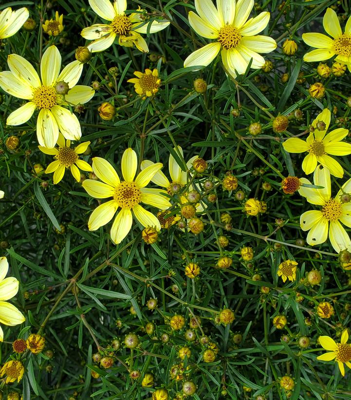 Coreopsis verticillata Moonbeam (Moonbeam Threadleaf Tickseed)