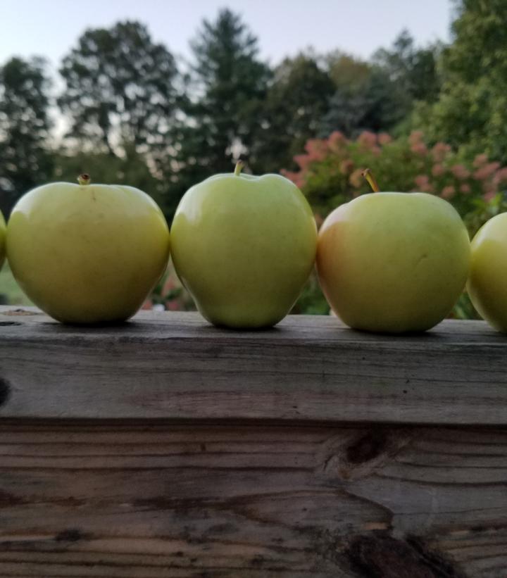 Malus Ginger Gold (Ginger Gold Apple)