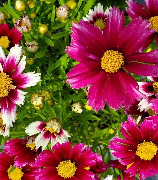 Coreopsis Li'l Bang™; Starstruck (Starstruck Tickseed)