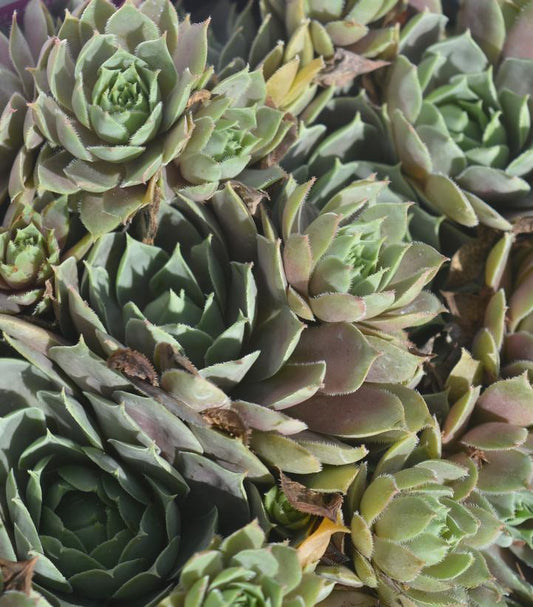 Sempervivum 'Pacific Blue Ice' (Pacific Blue Ice Hens & Chicks)