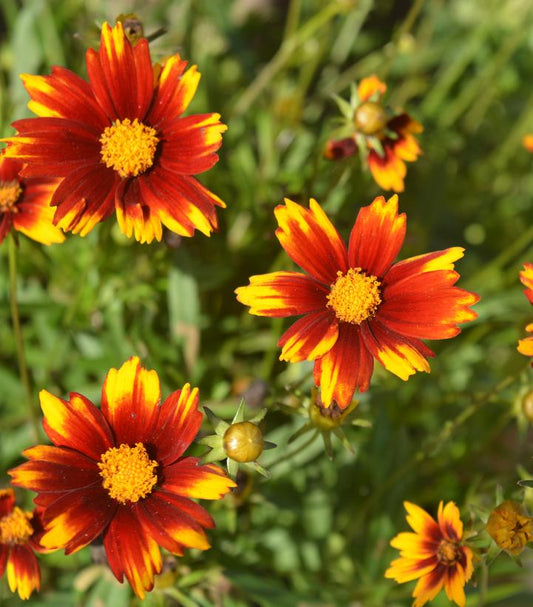 Coreopsis Lil' Bang™; Sun Splash (Sun Splash Tickseed)