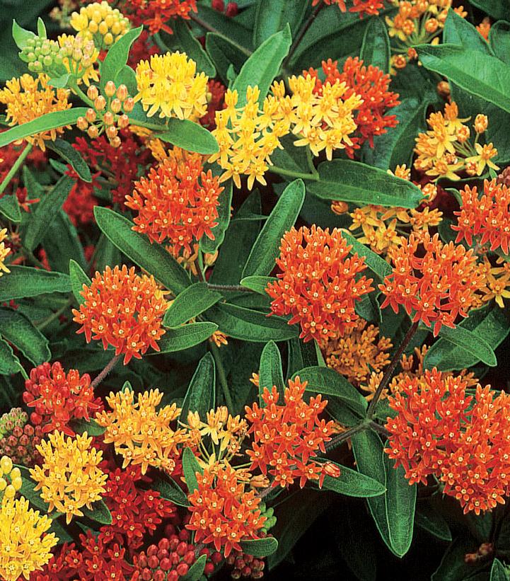 Asclepias tuberosa 'Gay Butterflies' (Gay Butterflies Butterfly Weed)