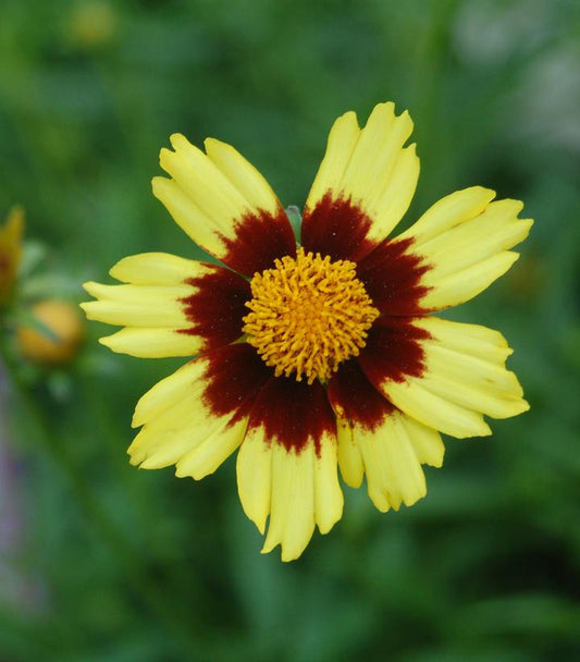 Coreopsis Big Bang™; Cosmic Eye (Big Bang™; Cosmic Eye Tickseed)