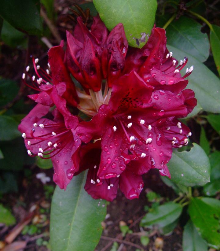 Rhododendron 'Dark Lord' (rhododendron)