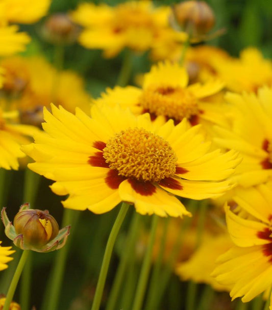 Coreopsis Tequila Sunrise (Tequila Sunrise Tickseed)