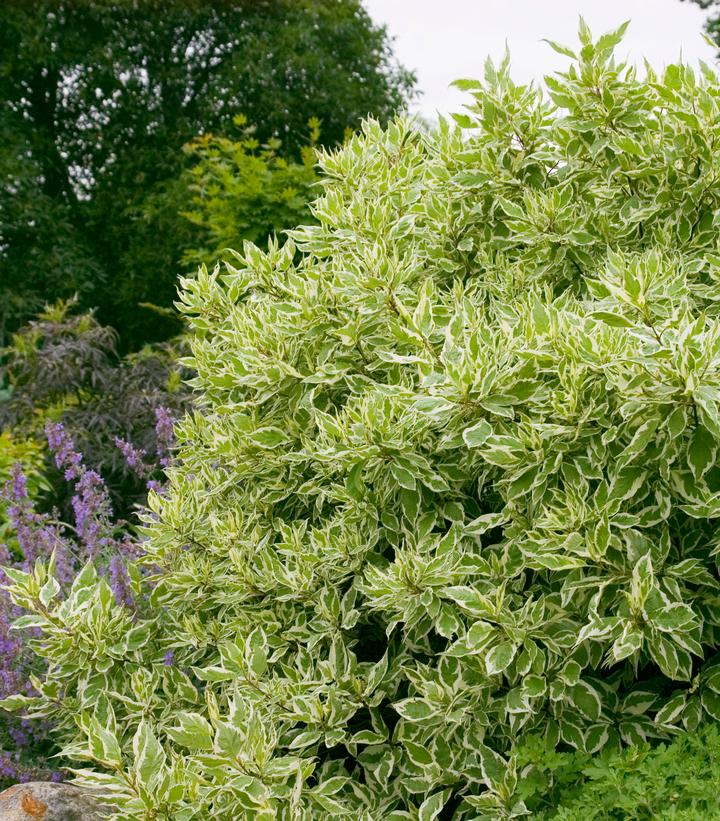 Cornus alba Ivory Halo® (Ivory Halo® Dogwood)