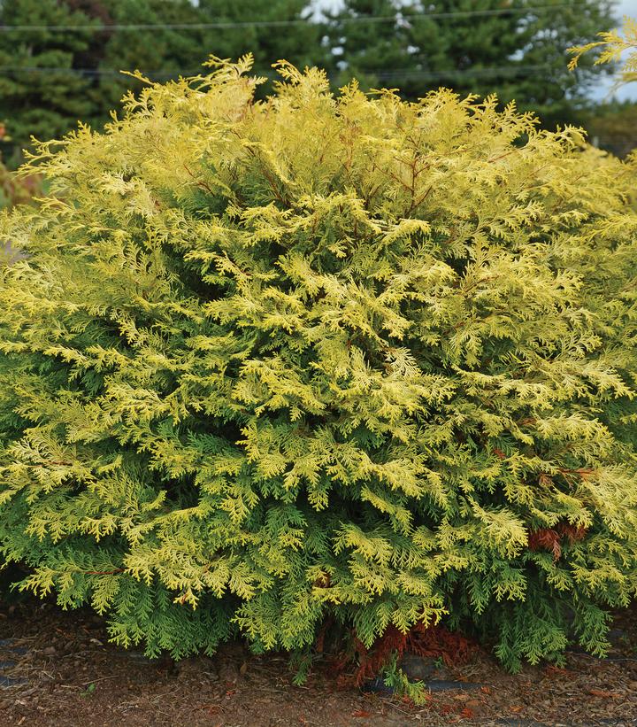 Chamaecyparis obtusa Night Light™; (Night Light™; Hinoki Cypress)