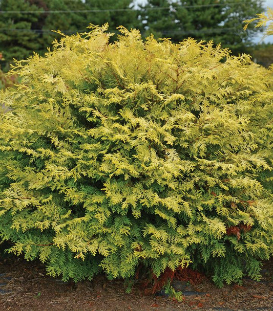 Chamaecyparis obtusa Night Light™; (Night Light™; Hinoki Cypress)