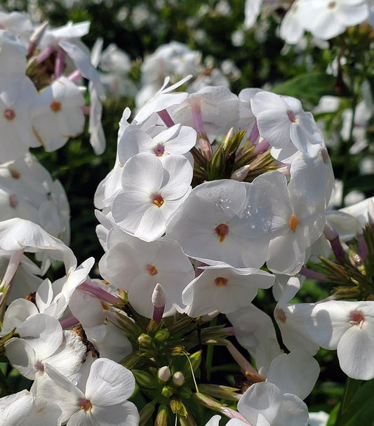 Phlox hybrid Opening Act White (Opening Act White Garden Phlox)