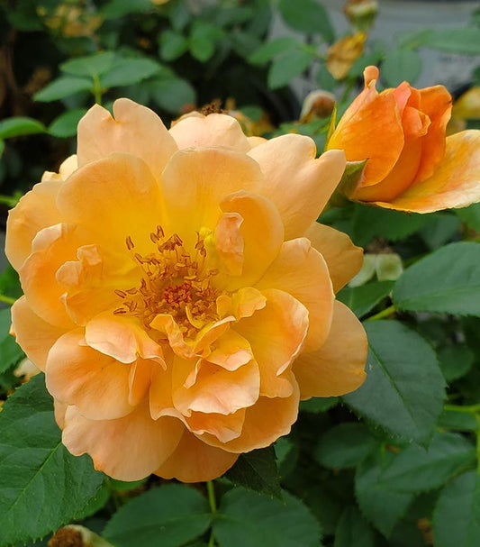 Rosa x At Last® (At Last® Rose)