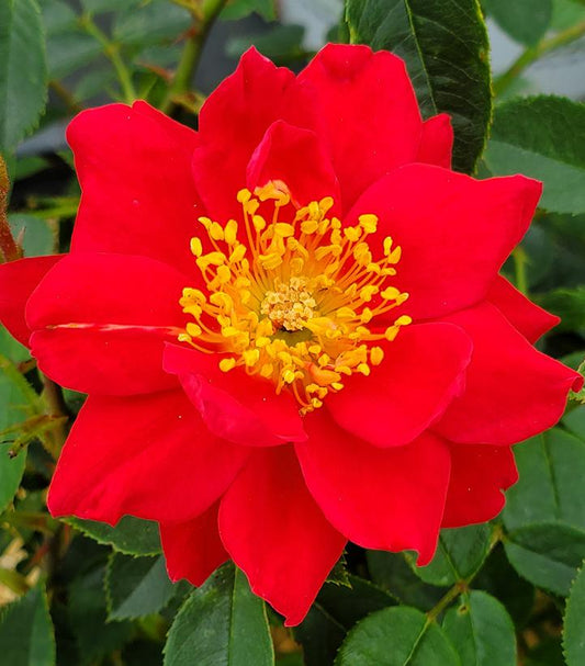 Rosa x Oso Easy® Urban Legend® (Oso Easy® Urban Legend® Landscape Rose)
