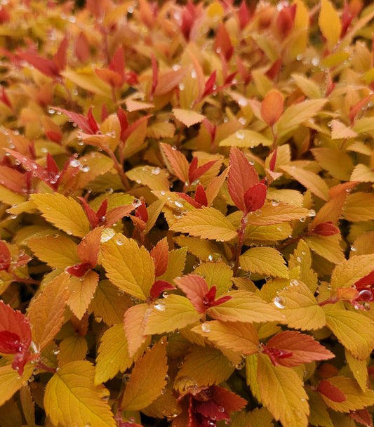 Spiraea jap. Double Play® Candy Corn® (Double Play® Candy Corn® Spirea)