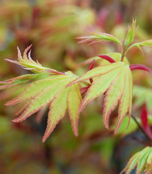 Acer palmatum 'Orange Dream' (Orange Dream Japanese Maple)