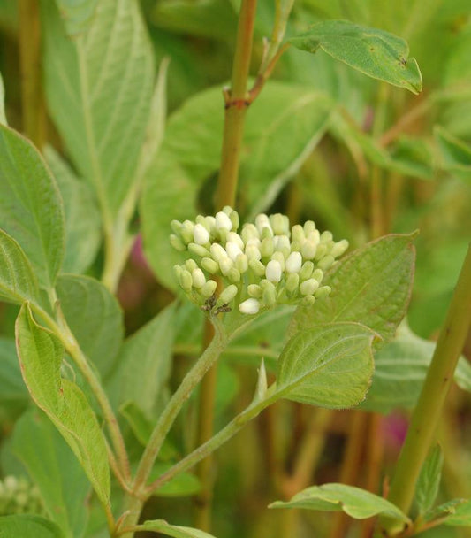 Cornus sericea 'Cardinal' (Cardinal Red Twig Dogwood)
