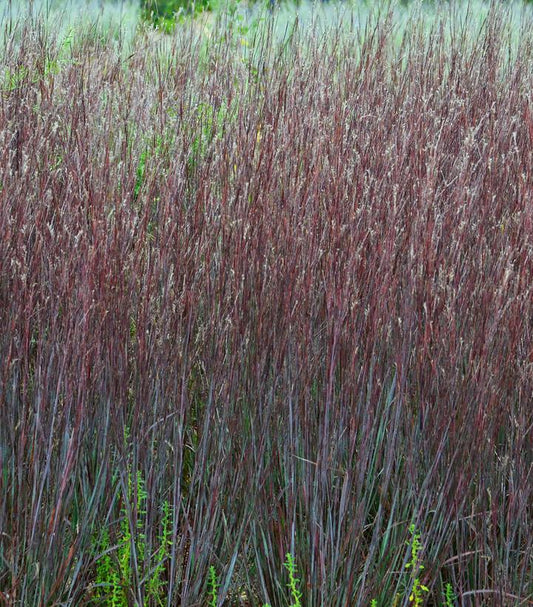 Schizachyrium scoparium Prairie Winds® 'Blue Paradise' (Blue Paradise Little Bluestem)