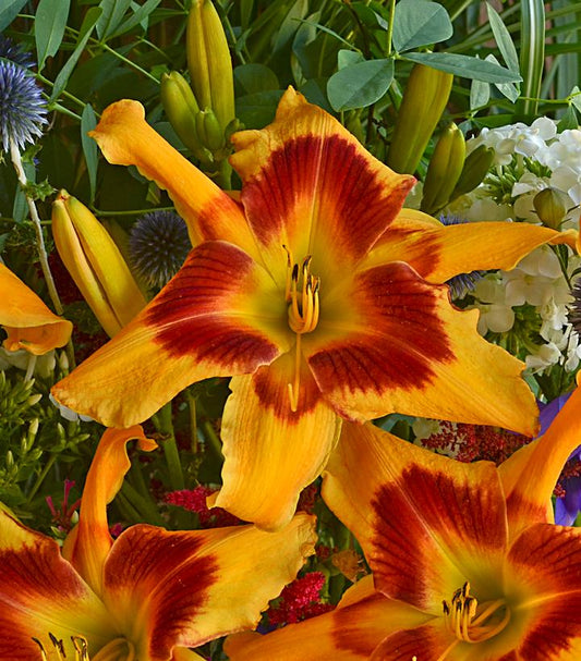 Hemerocallis hybrid Rainbow Rhythm® Tiger Swirl (Tiger Swirl Daylily)