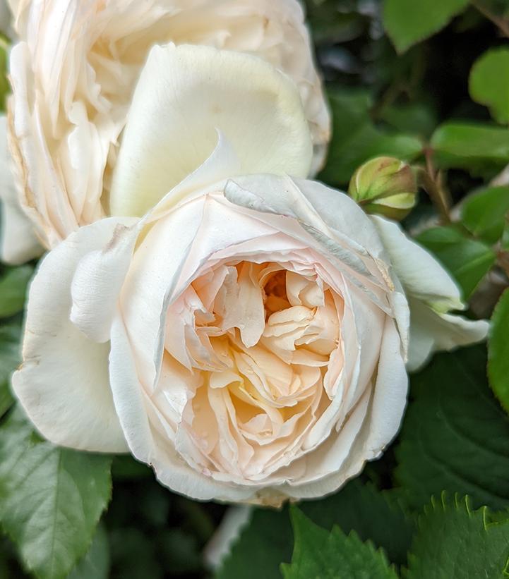 Rosa Bolero™; (Bolero™; Rose)