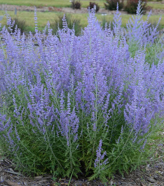 Perovskia a. Blue Jean Baby (Blue Jean Baby Russian Sage)