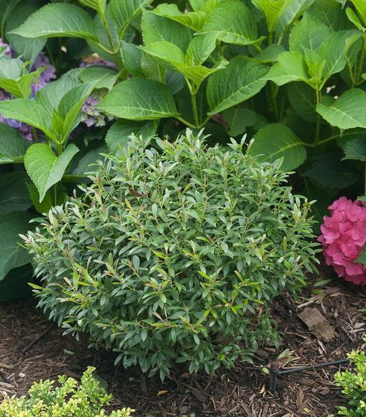 Ilex glabra Gem Box® (Gem Box® Inkberry holly)