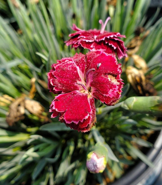 Dianthus hybrid Fruit Punch® 'Black Cherry Frost' (Black Cherry Frost Pinks)